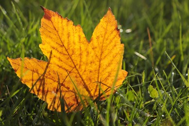 Photo of Beautiful fallen leaf among green grass outdoors on sunny autumn day, closeup