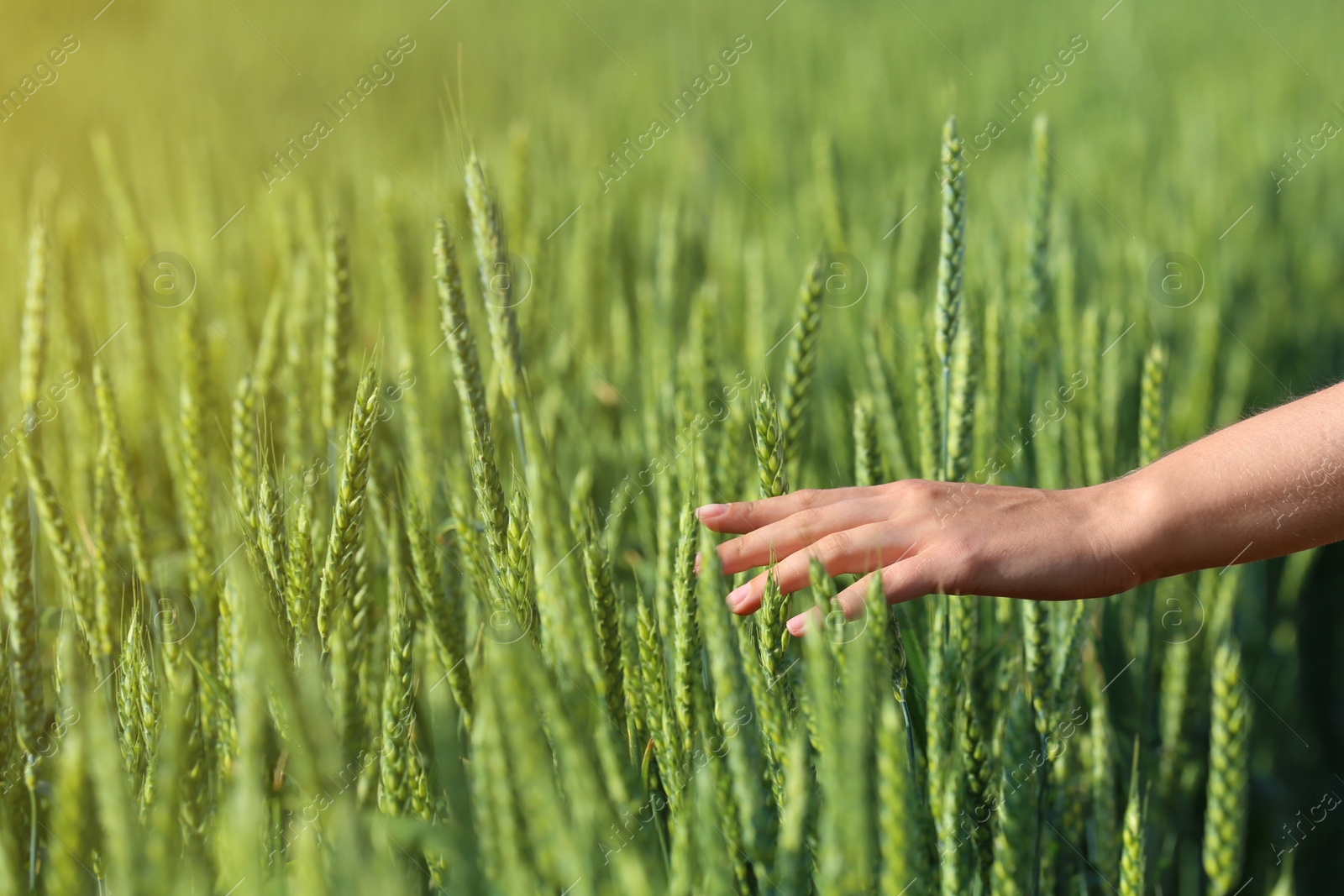 Photo of Woman in wheat field on sunny summer day, closeup on hand. Amazing nature