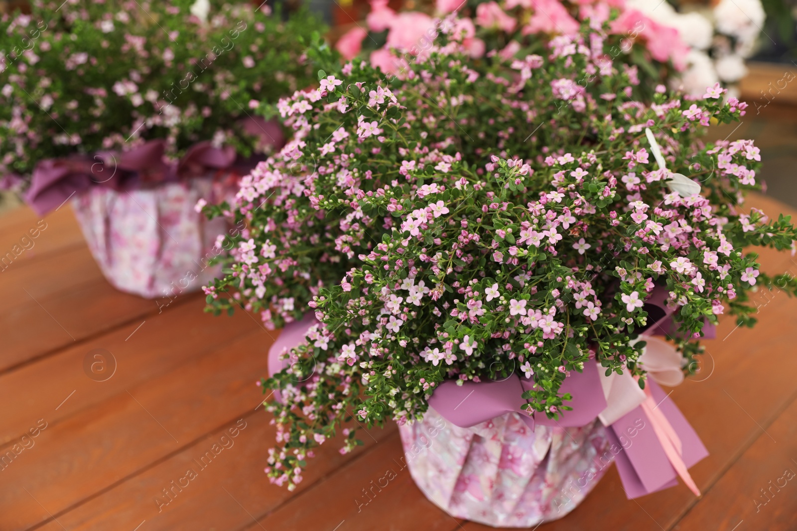 Photo of Beautiful blooming soapwort plant wrapped in gift paper on wooden table