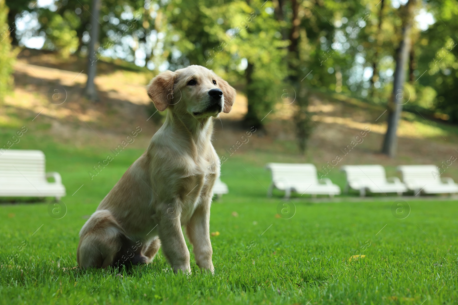 Photo of Cute Labrador Retriever puppy sitting on green grass in park, space for text
