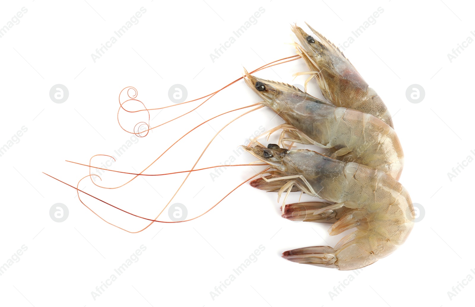 Photo of Fresh raw shrimps isolated on white, top view