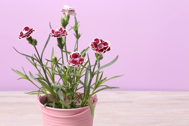 Beautiful flowers in pink pot on wooden table against violet background, closeup. Space for text