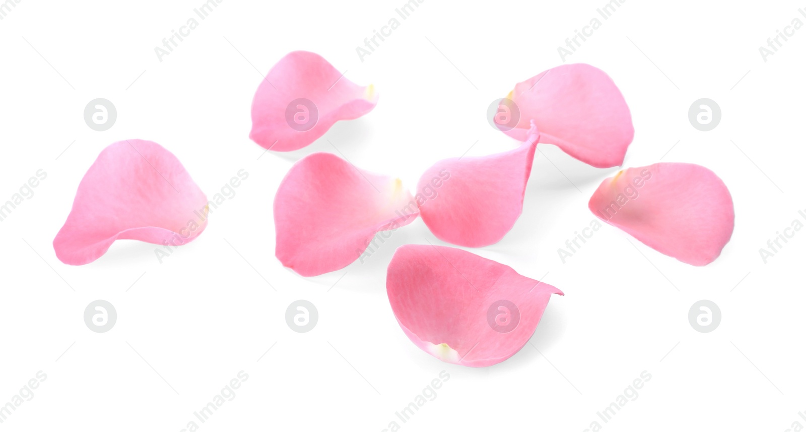 Photo of Beautiful pink rose flower petals on white background