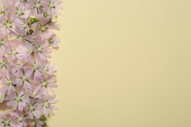 Flat lay composition with beautiful musk mallow flowers on beige background, space for text