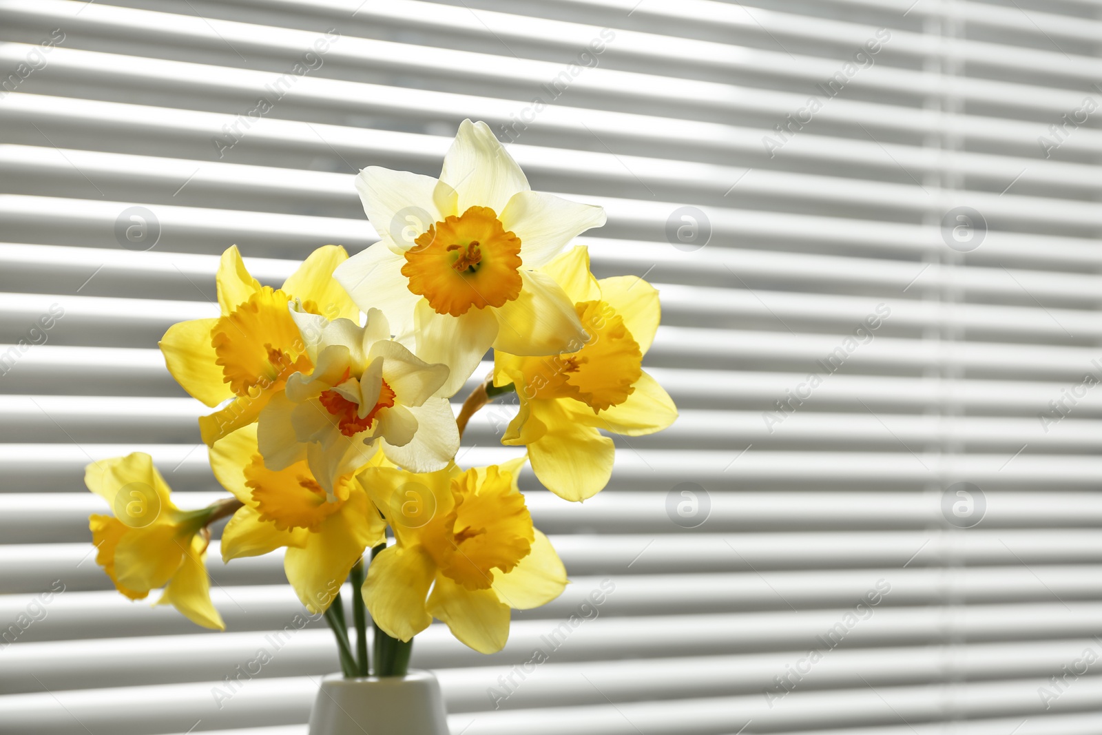 Photo of Beautiful narcissus flowers in vase near window with blinds. Space for text