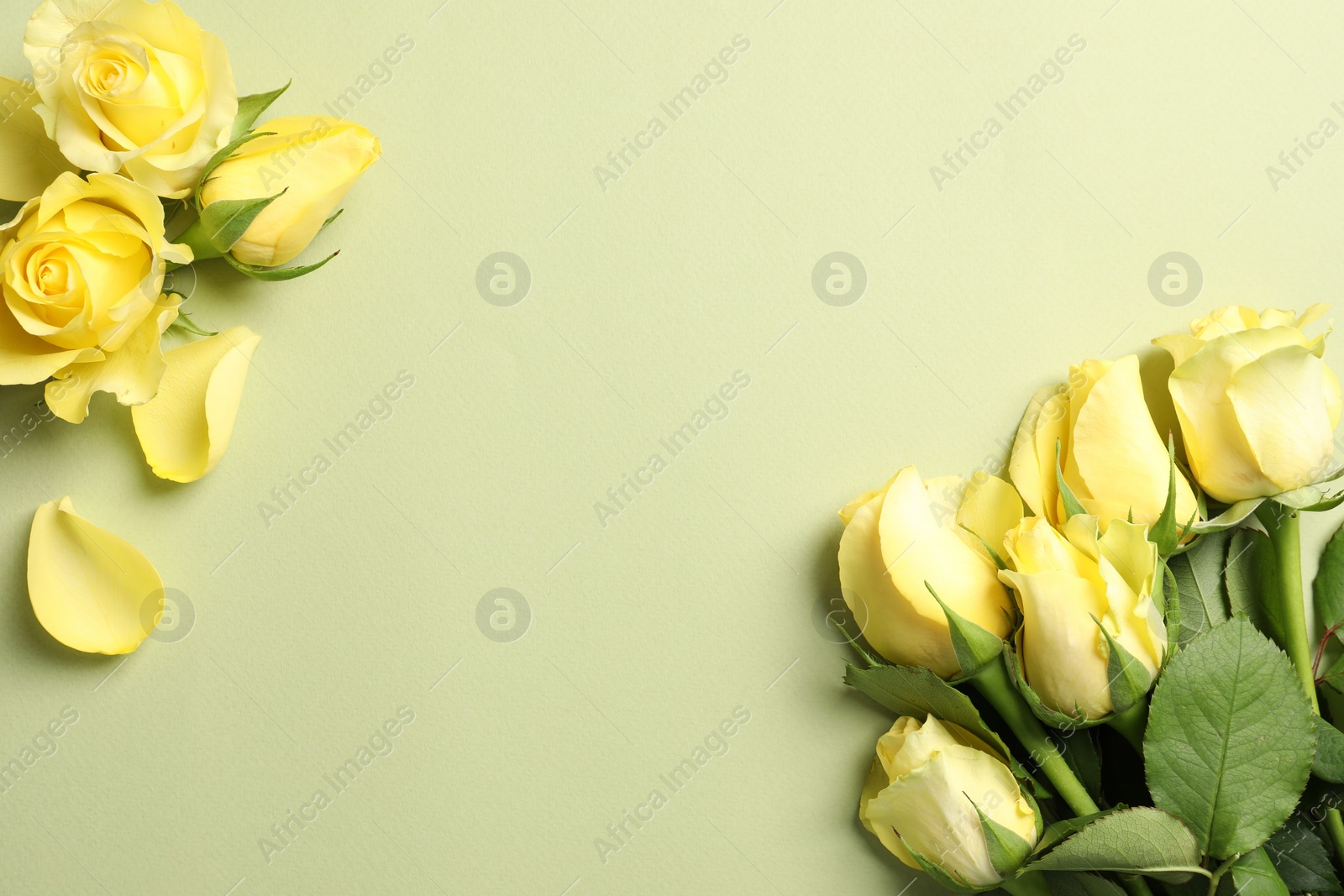 Photo of Beautiful yellow roses and petals on light olive background, flat lay. Space for text