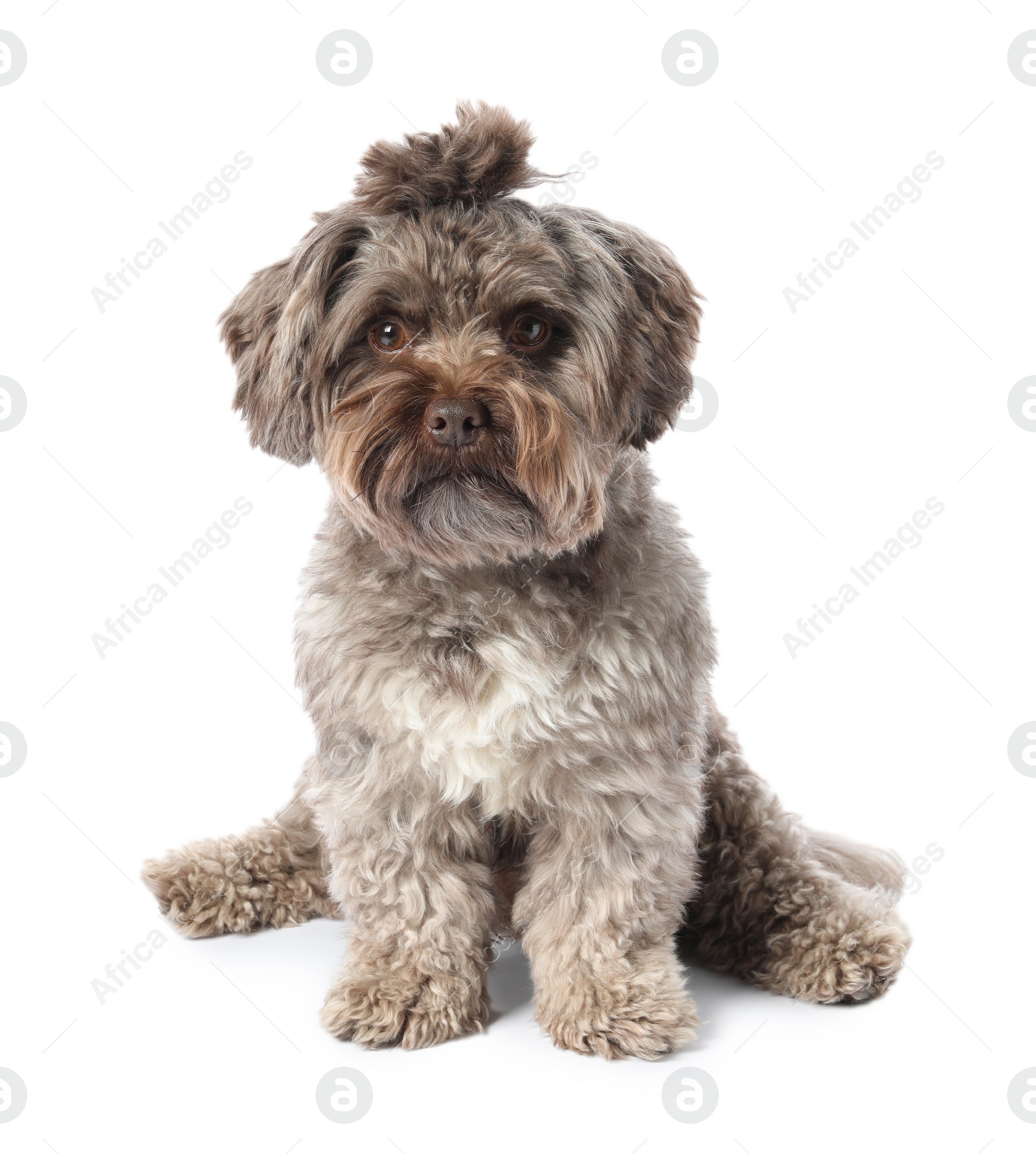 Photo of Cute Maltipoo dog on white background. Lovely pet