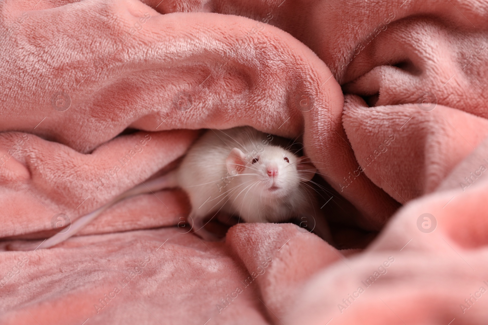 Photo of Cute small rat on soft pink blanket