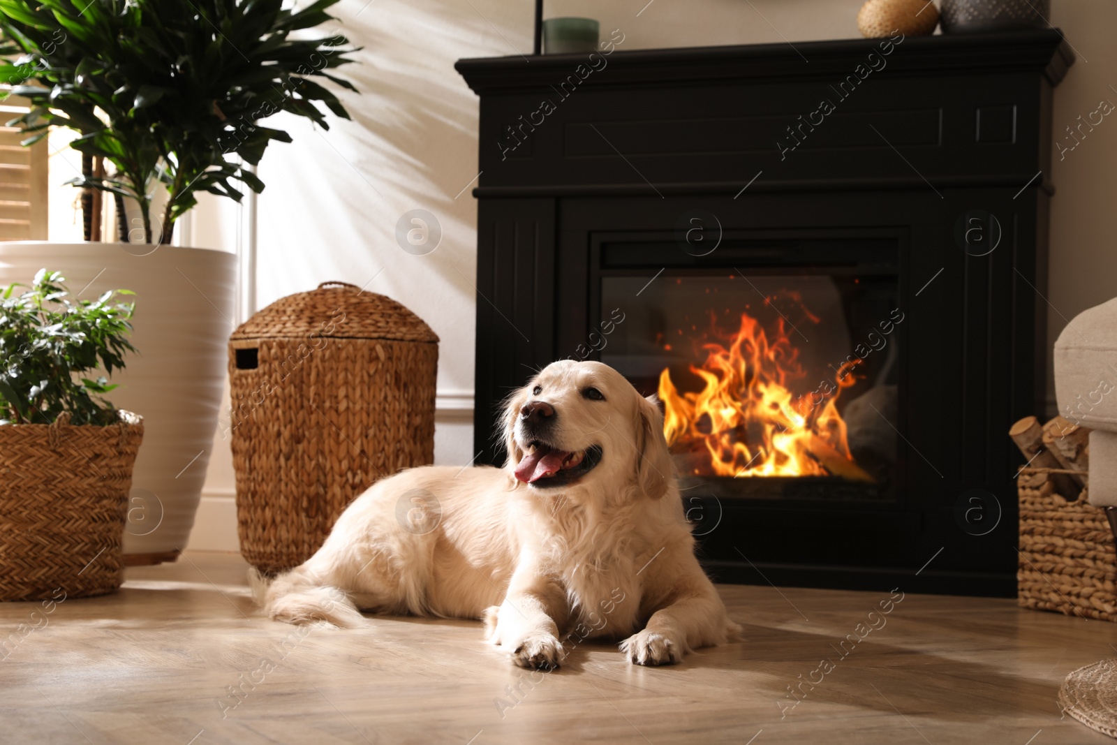 Photo of Adorable Golden Retriever dog on floor near electric fireplace indoors