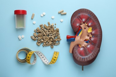 Flat lay composition of kidneys model with stones on light blue background