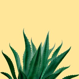 Image of Beautiful green agave plant on pale yellow background
