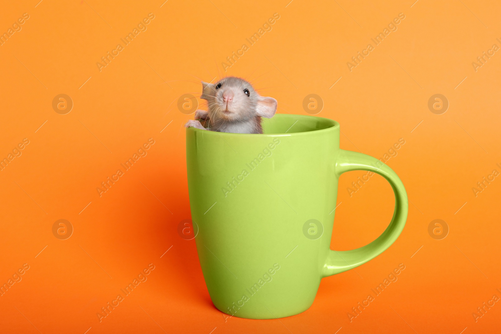 Photo of Cute small rat in green ceramic cup on orange background