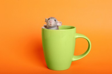 Cute small rat in green ceramic cup on orange background