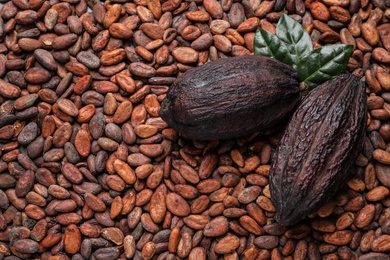 Cocoa pods with leaves on beans, top view. Space for text