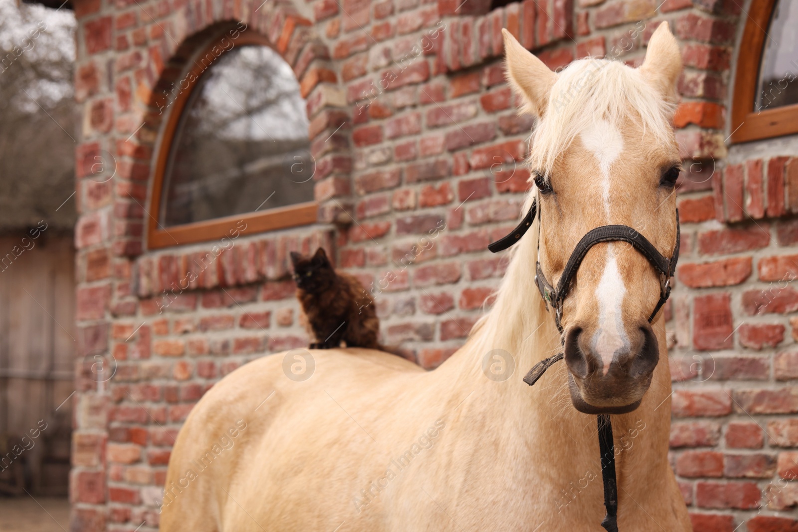 Photo of Adorable cat sitting on horse near brick building outdoors. Lovely domesticated pet