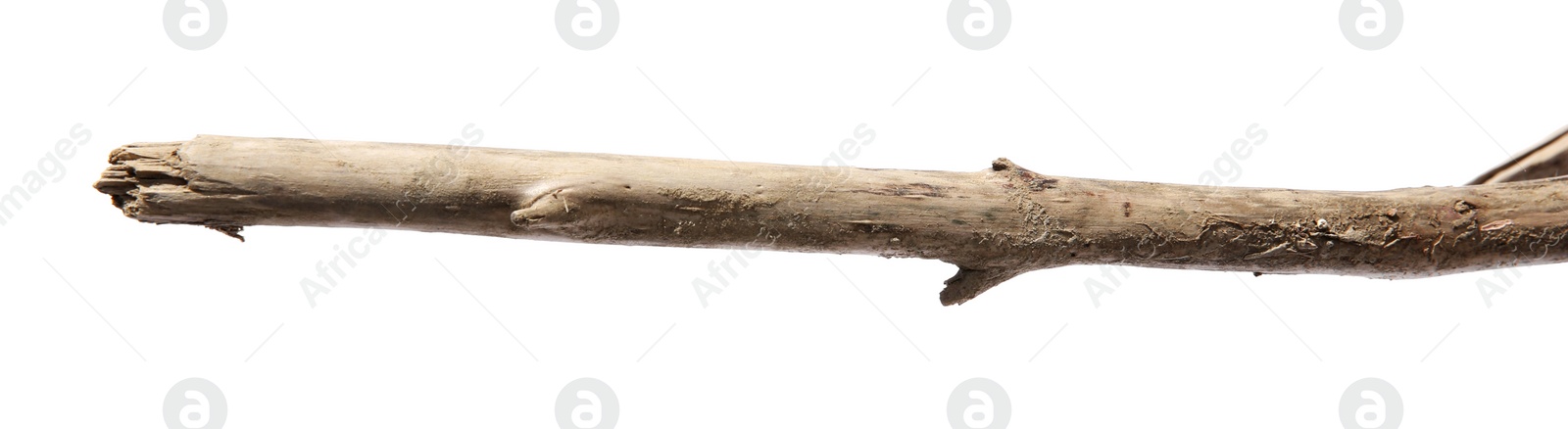 Photo of Old dry tree branch isolated on white