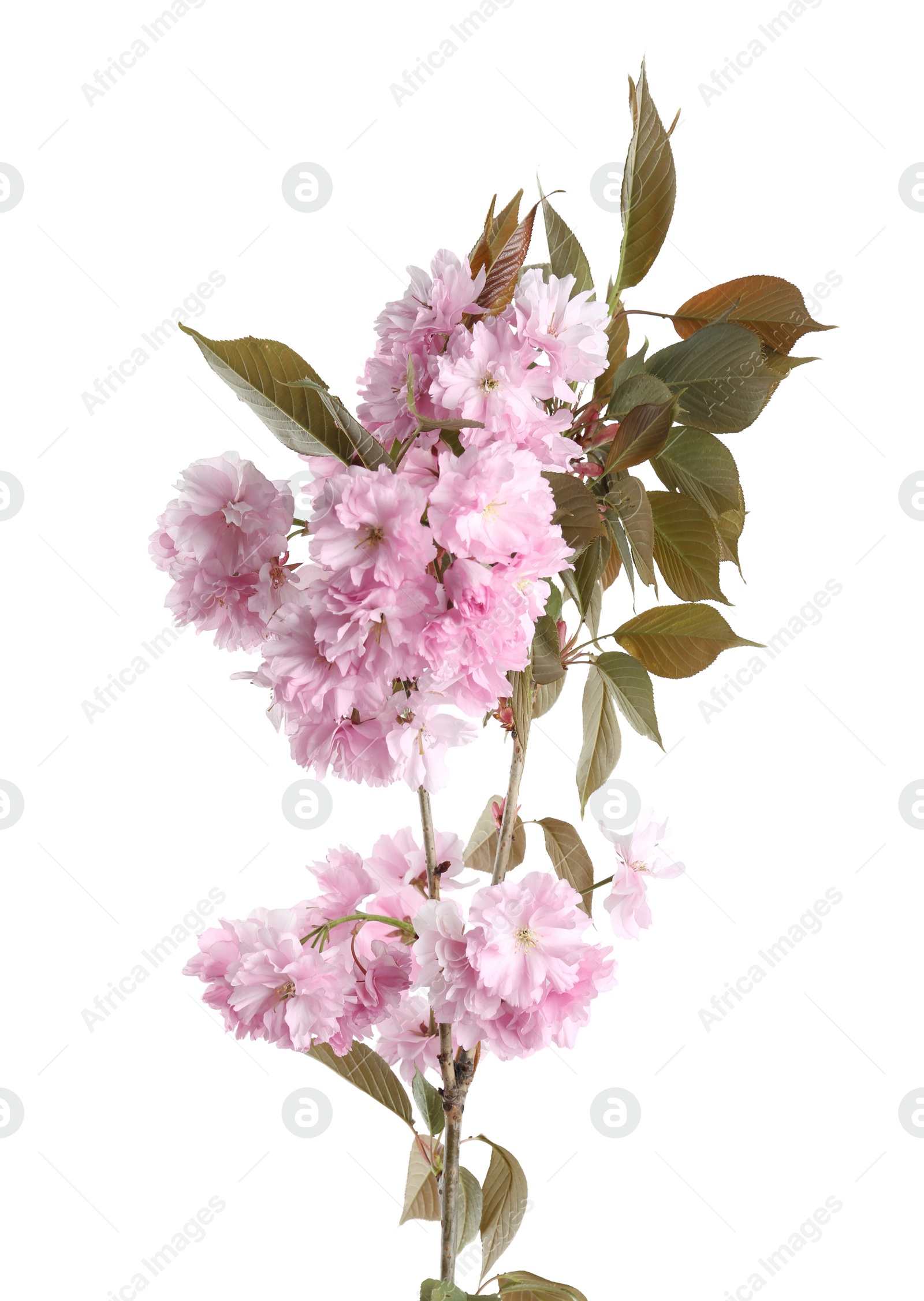 Photo of Sakura tree branch with beautiful blossom isolated on white. Spring season