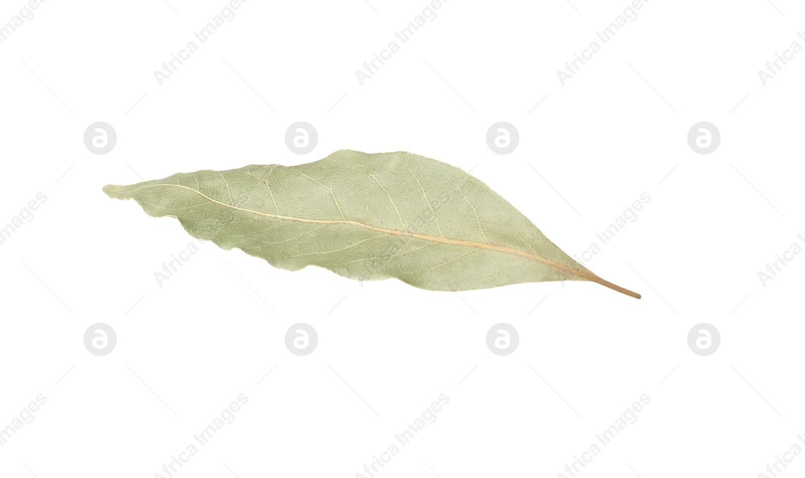 Photo of One aromatic bay leaf isolated on white