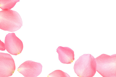 Fresh pink rose petals on white background, top view