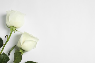 Beautiful roses on white background, flat lay with space for text. Funeral symbol
