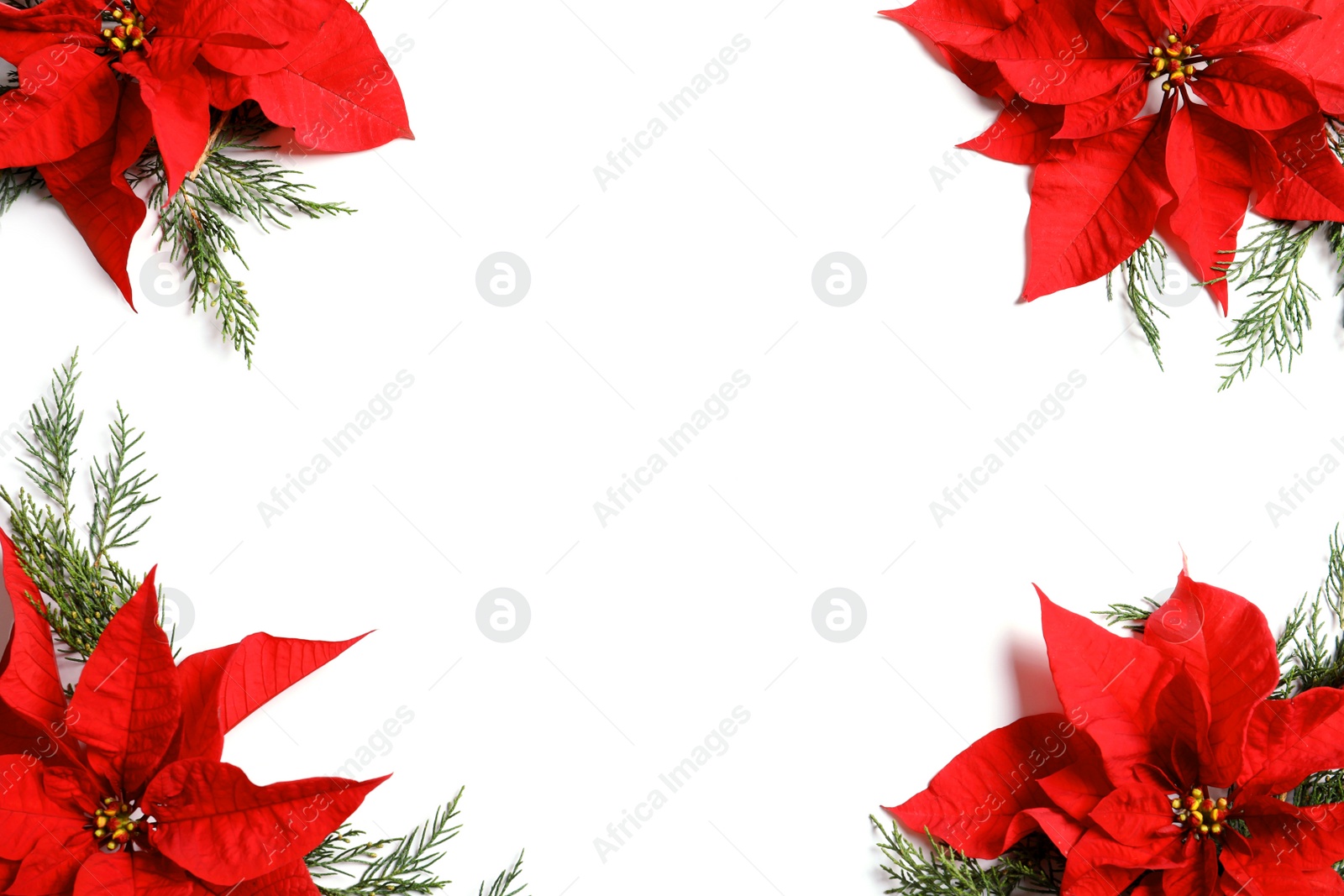 Photo of Flat lay composition with poinsettia and space for text on white background. Traditional Christmas flower