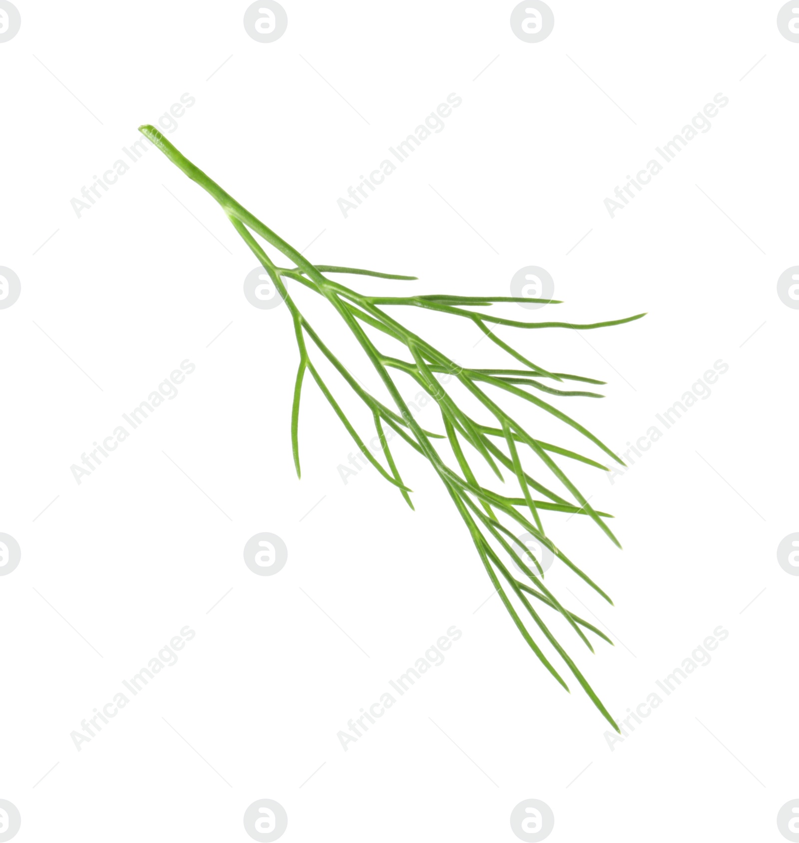 Photo of One sprig of fresh dill isolated on white