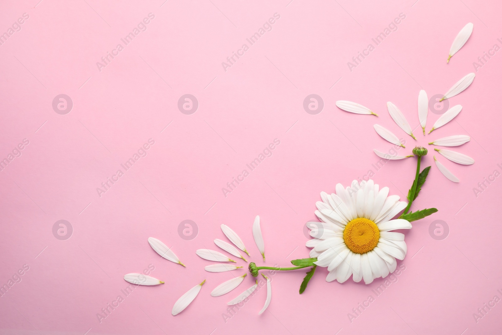 Photo of Beautiful chamomile flowers on pink background, top view. Space for text