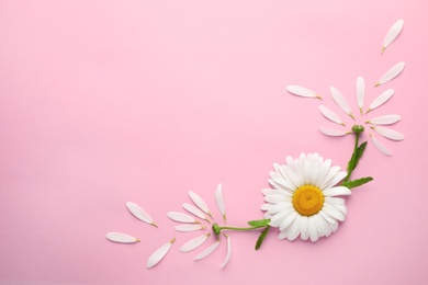 Beautiful chamomile flowers on pink background, top view. Space for text