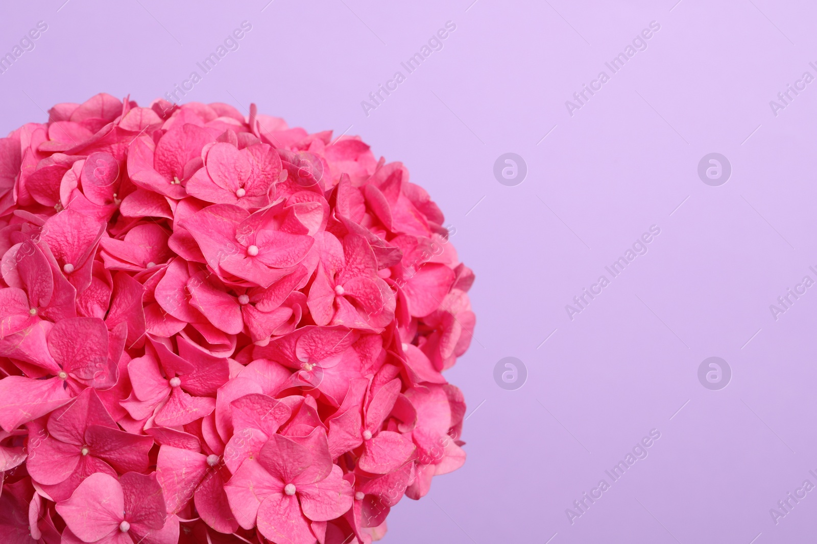 Photo of Beautiful bright hortensia flowers on violet background, closeup. Space for text