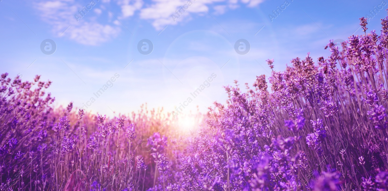 Image of Sunlit lavender field under blue sky, banner design  