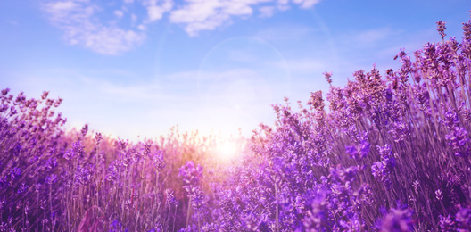 Image of Sunlit lavender field under blue sky, banner design  