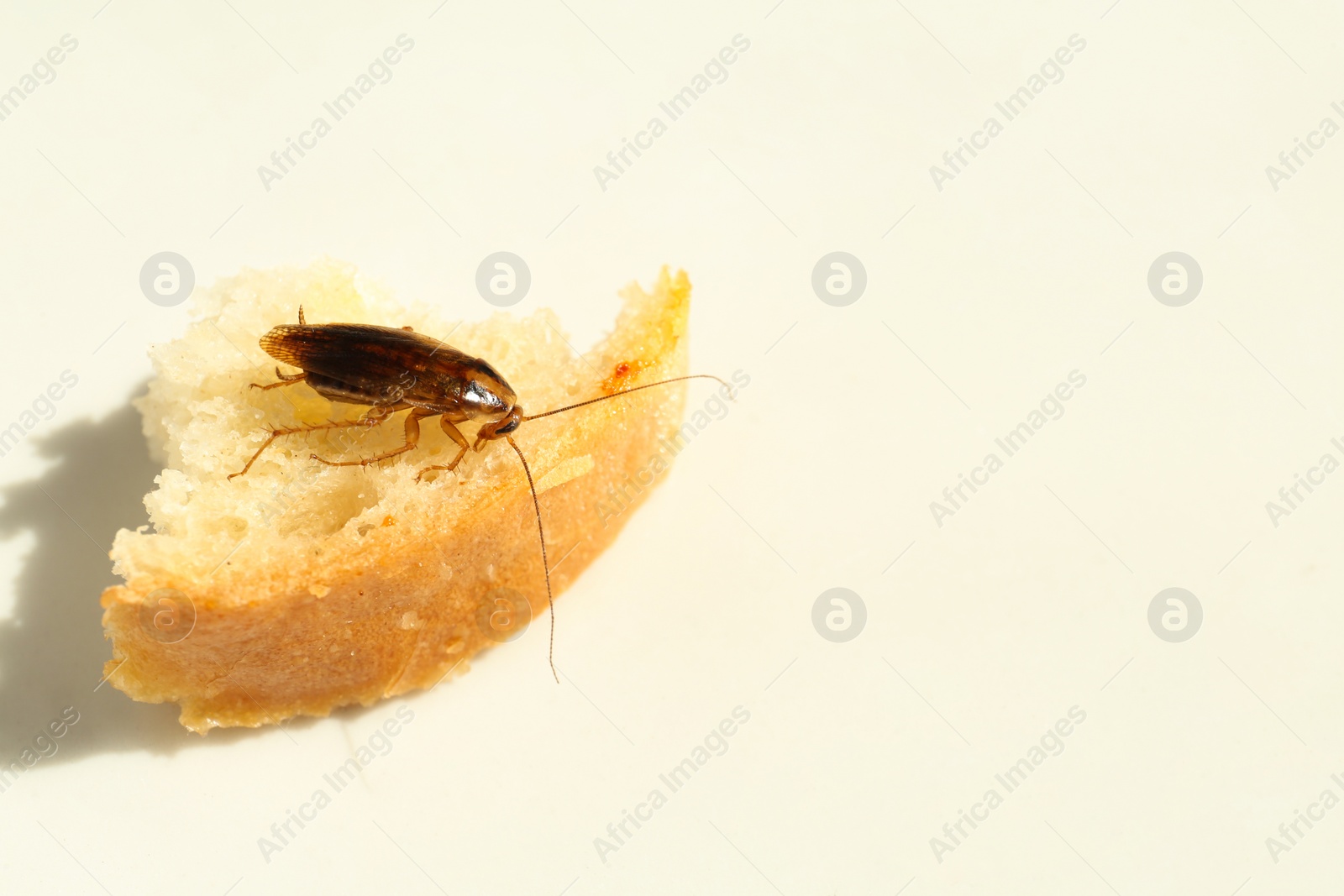 Photo of Cockroach and piece of bread on white table, closeup. Space for text