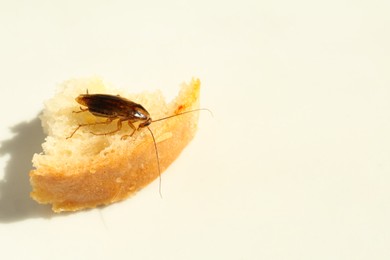 Photo of Cockroach and piece of bread on white table, closeup. Space for text