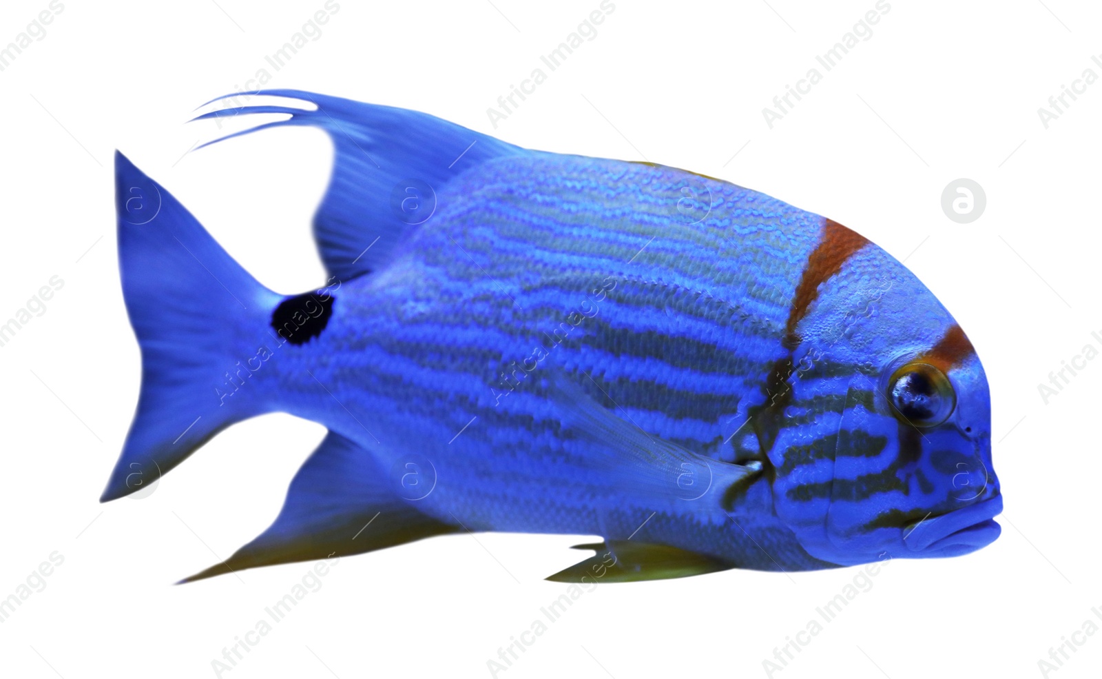 Image of Beautiful bright tropical angelfish on white background