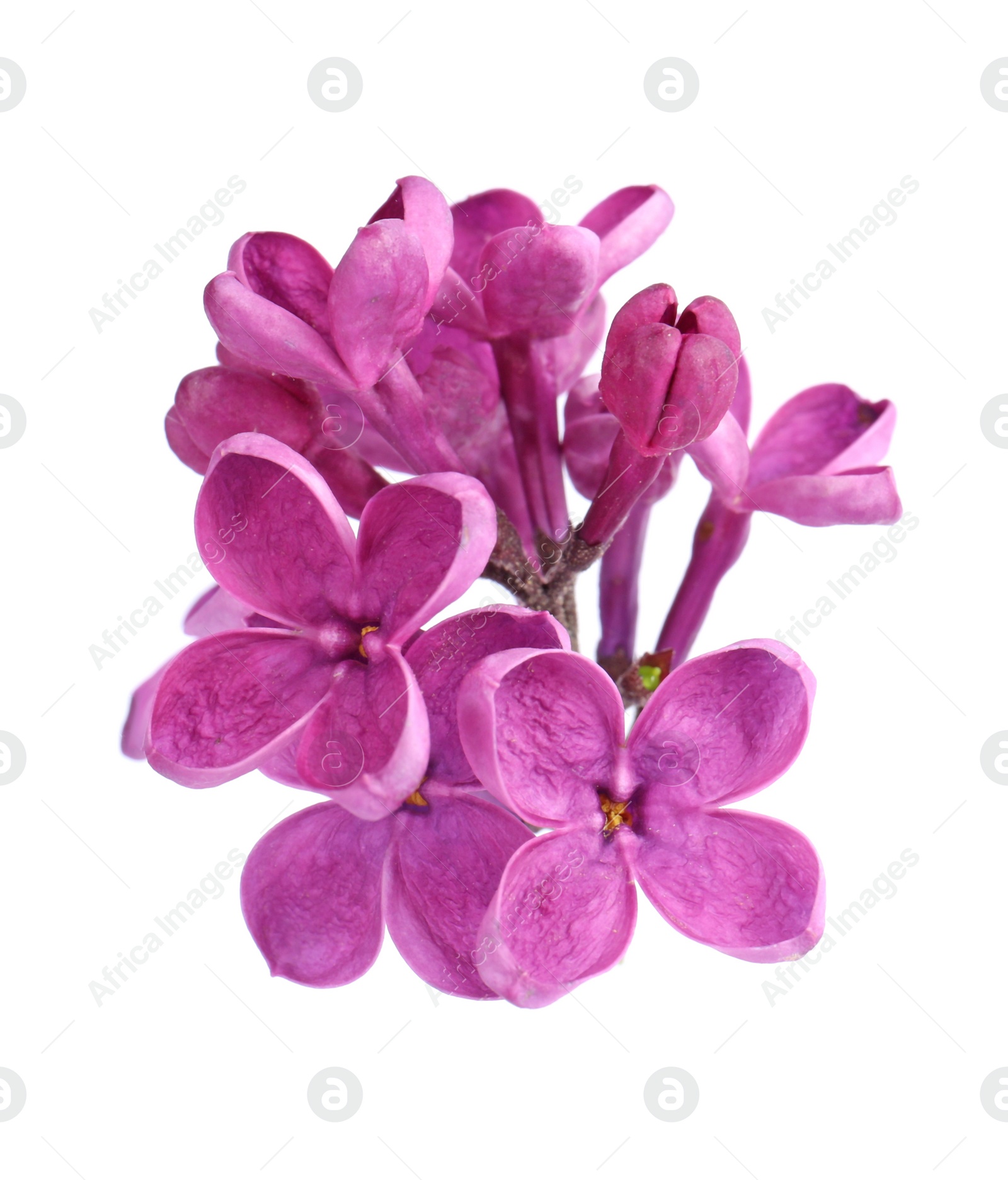 Photo of Beautiful fragrant lilac flowers on white background