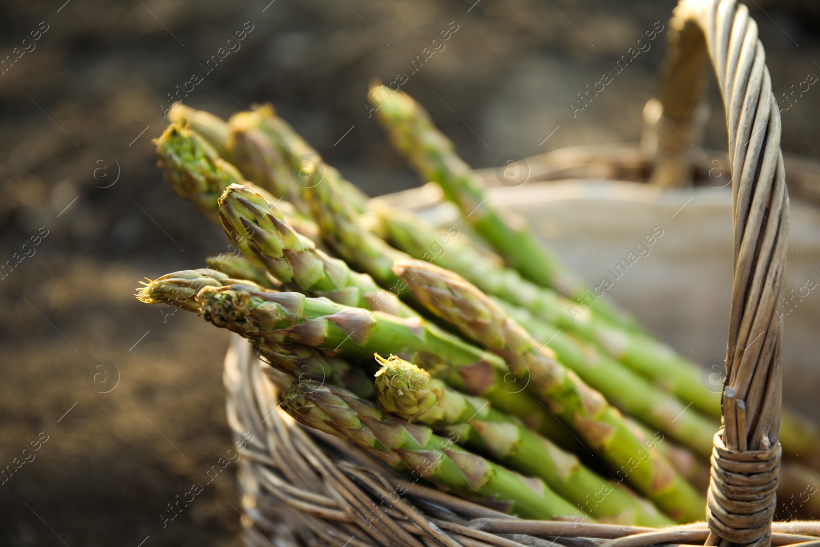 Photo of Wicker basket with fresh asparagus outdoors, closeup