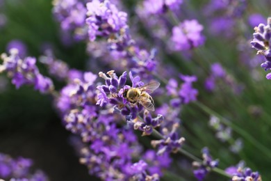 Closeup view of beautiful lavender flowers with bee in field