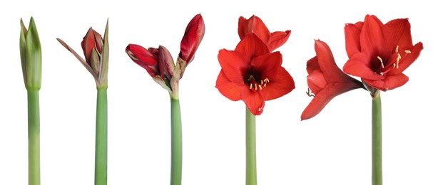 Beautiful red Amaryllis (Hippeastrum) flowers on white background, collage. Banner design