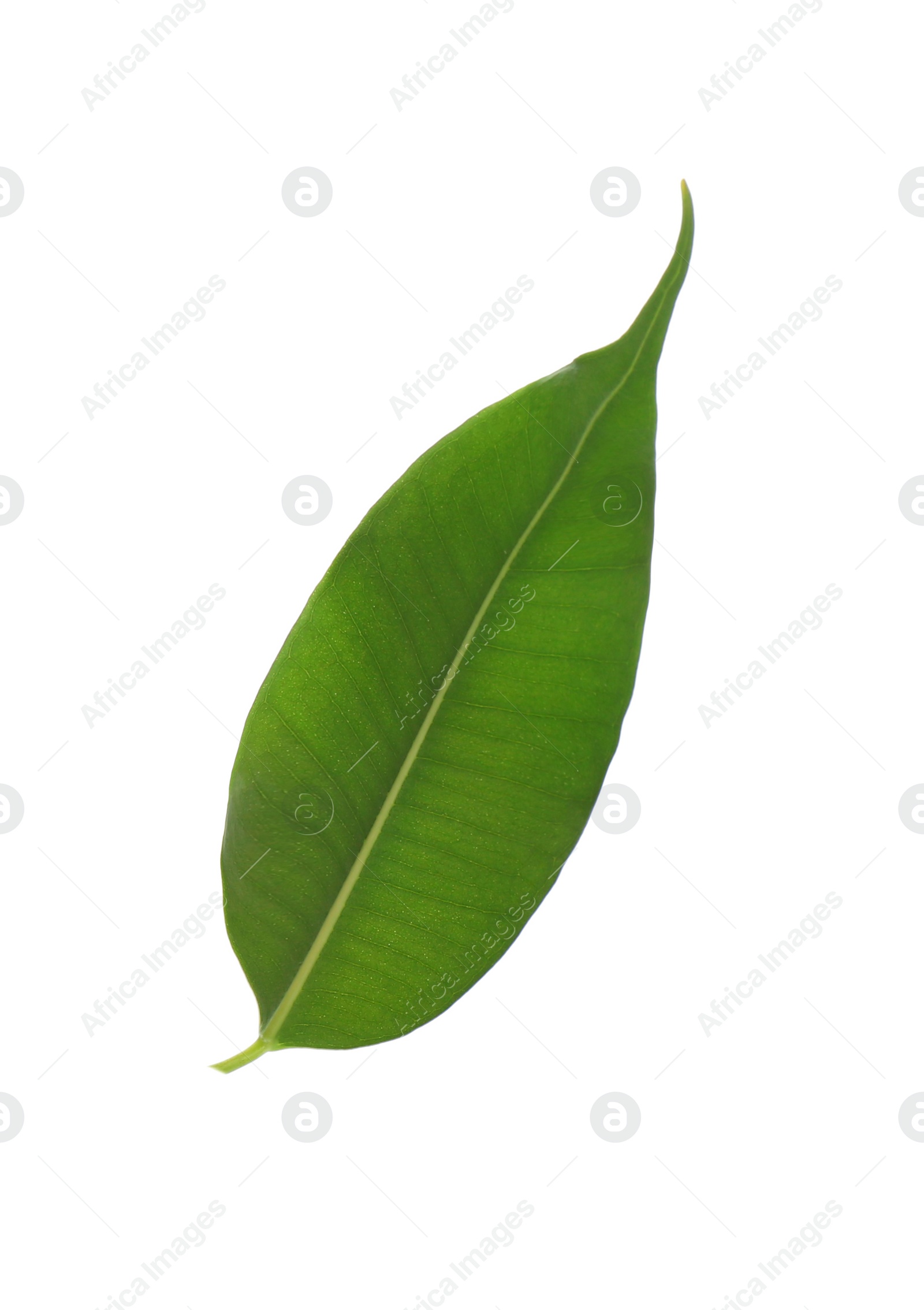 Photo of Fresh green ficus leaf on white background