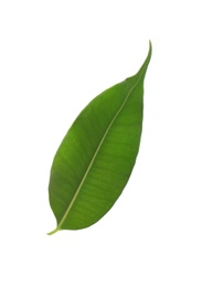 Photo of Fresh green ficus leaf on white background