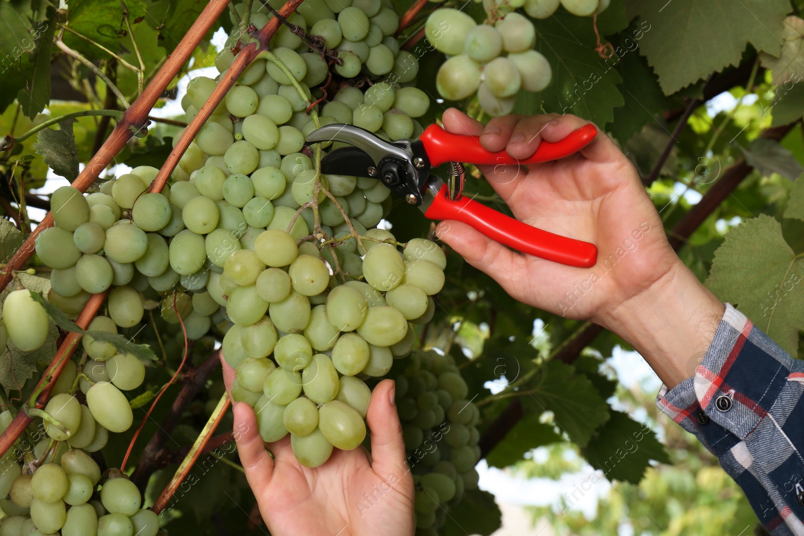 Photo of Farmer with secateurs picking ripe grapes in garden, closeup