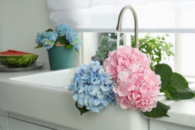 Photo of Beautiful light blue and pink hortensia flowers in kitchen sink