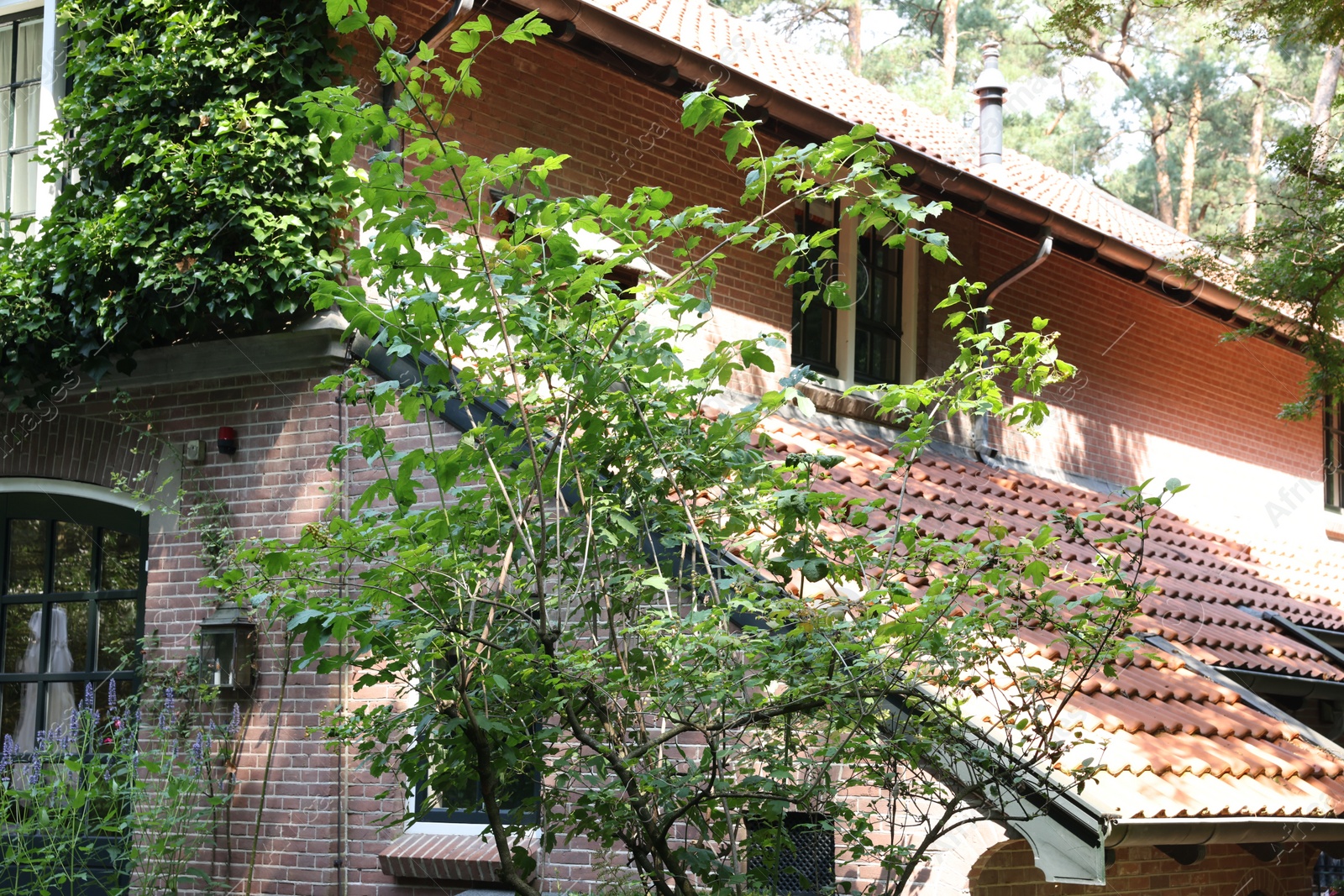 Photo of Picturesque view of beautiful house and plants on sunny day