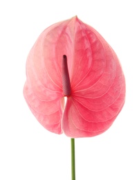 Photo of Beautiful pink anthurium flower on white background. Tropical plant