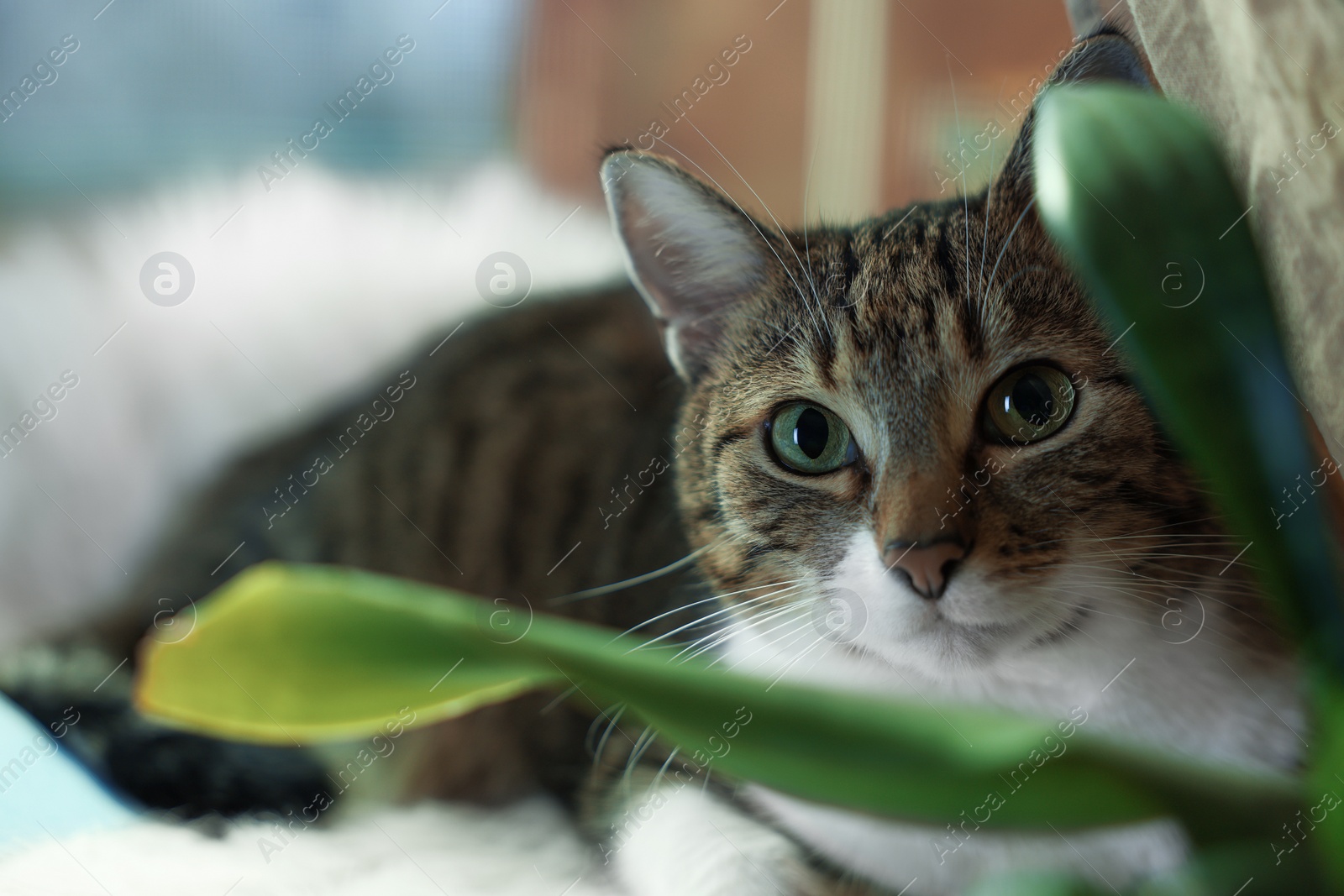 Photo of Cute cat on white faux fur rug indoors, closeup. Space for text