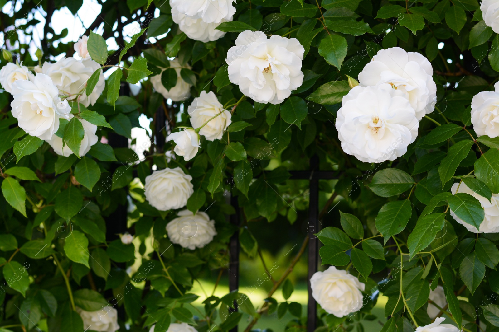 Photo of Beautiful blooming rose bush climbing on metal fence outdoors