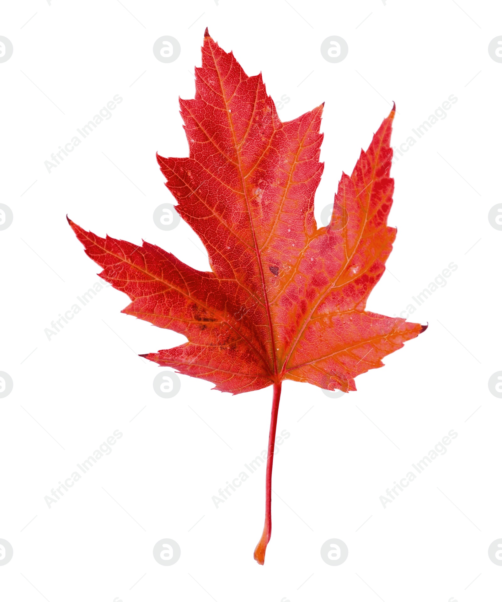 Image of Beautiful red maple leaf isolated on white. Autumn season