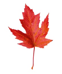 Image of Beautiful red maple leaf isolated on white. Autumn season