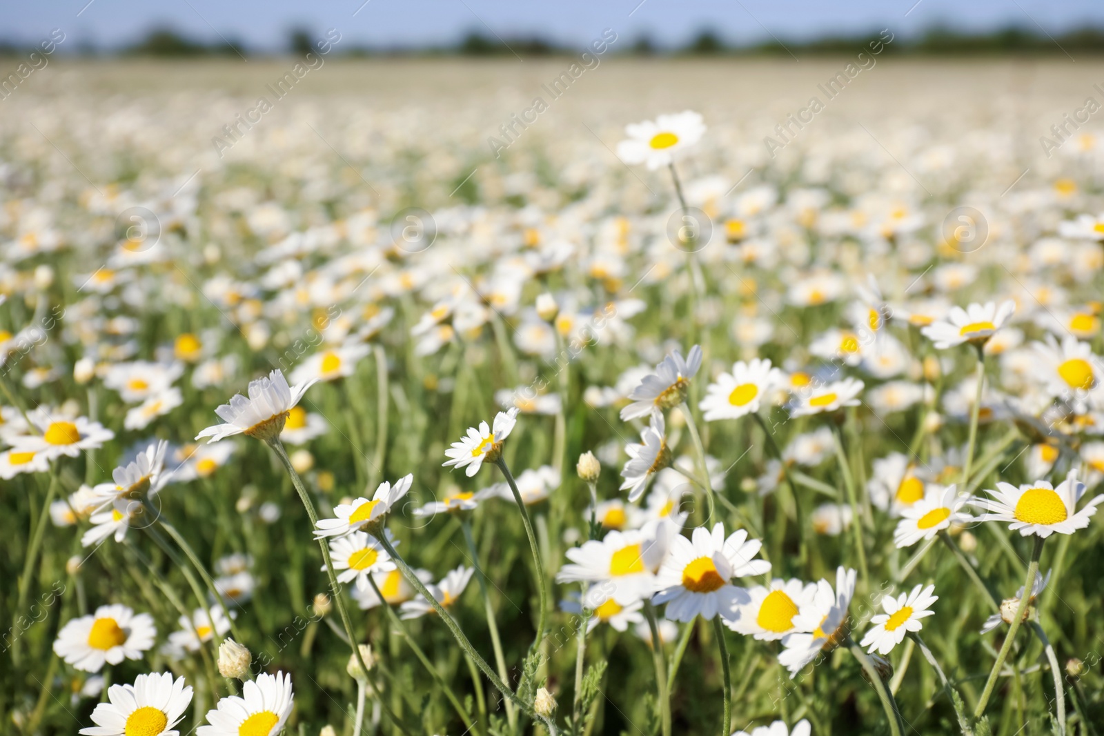 Photo of Closeup view of beautiful chamomile field on sunny day