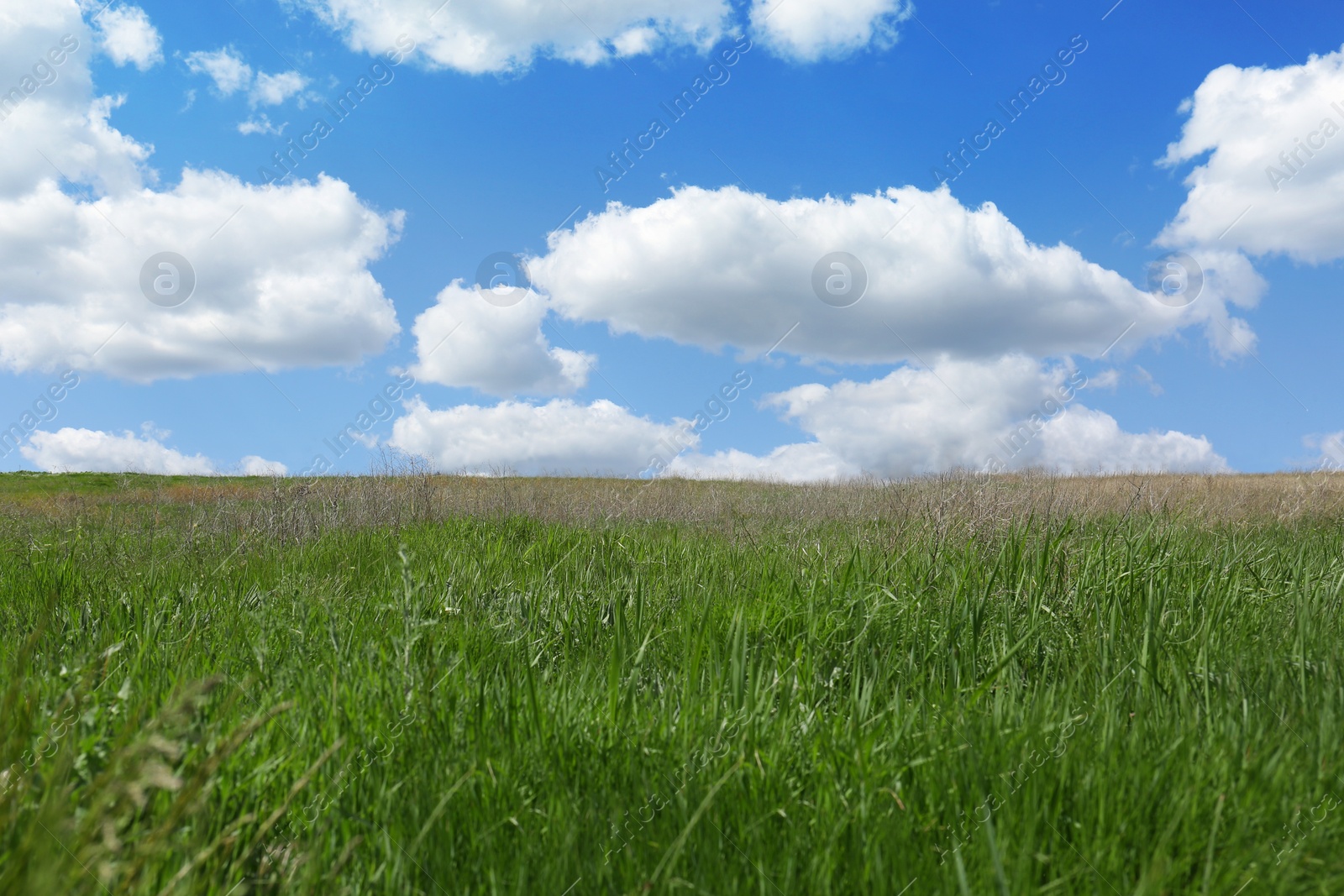 Photo of Beautiful landscape with green grass on sunny day